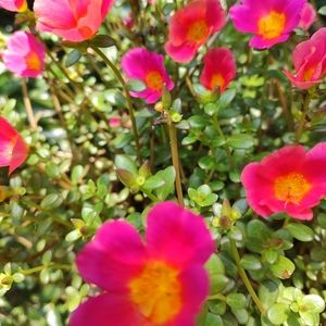 Meet your Posher, Monica